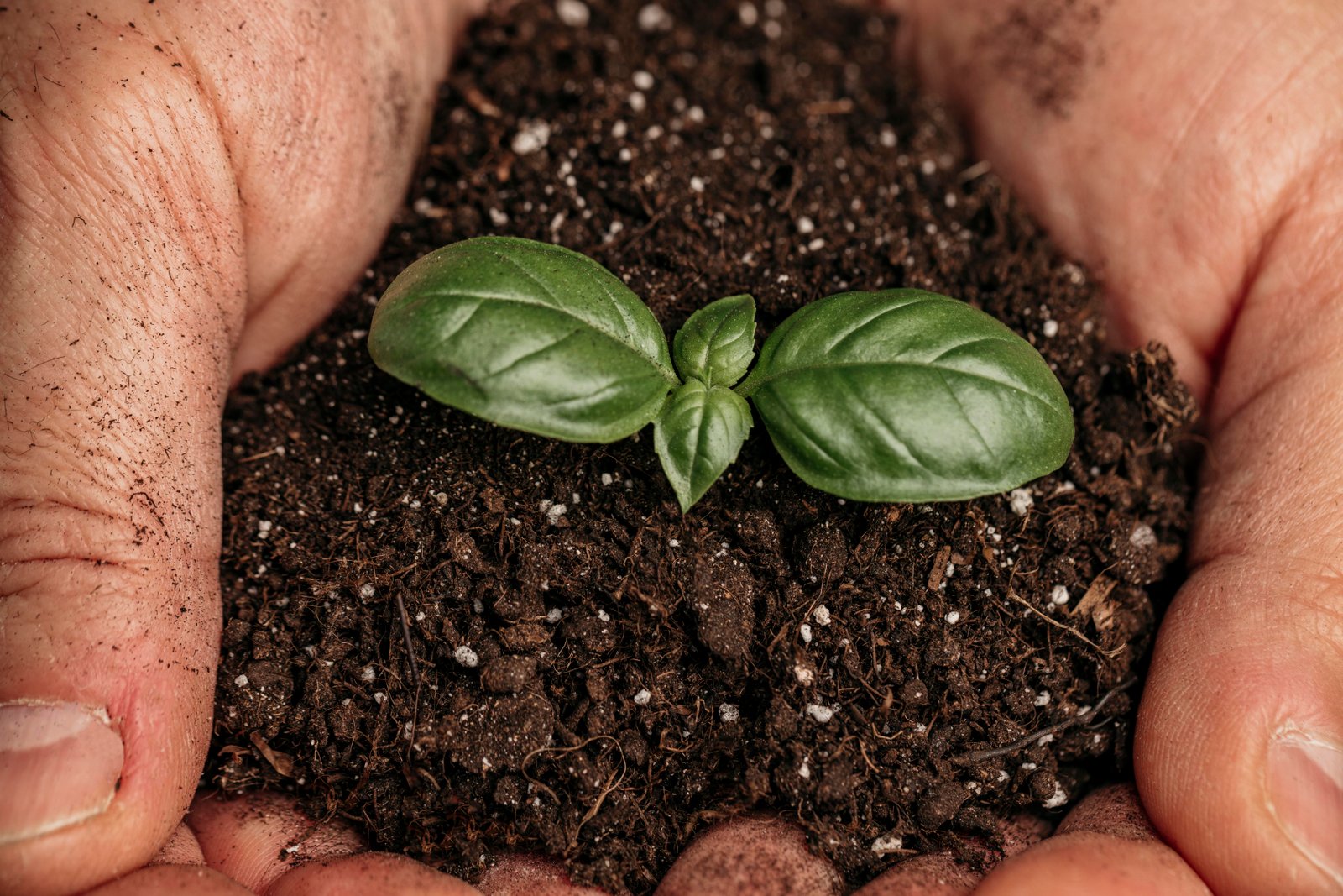 agriculture plant